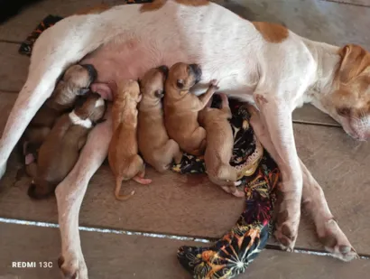 Cachorro raça SRD-ViraLata idade Abaixo de 2 meses nome Não tem nome ainda são filhotes 