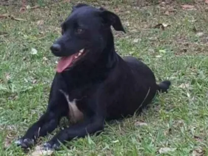 Cachorro raça SRD-ViraLata idade 2 anos nome Oliver