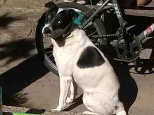 Cachorro raça SRD-ViraLata idade 6 ou mais anos nome Pipoca