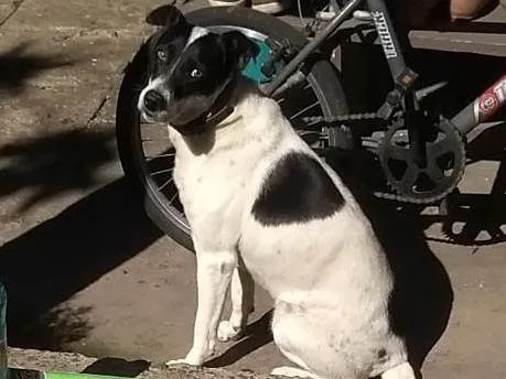 Cachorro ra a SRD-ViraLata idade 6 ou mais anos nome Pipoca