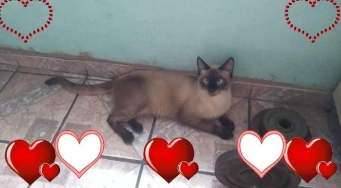 Gato ra a Siamês idade 6 ou mais anos nome Lion(pronuncia Laion)