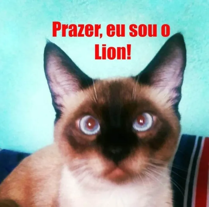 Gato ra a Siamês idade 6 ou mais anos nome Lion(pronuncia Laion)