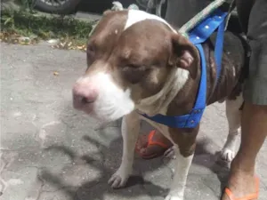 Cachorro raça Pit-Bull idade 2 anos nome Thor