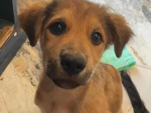 Cachorro raça SRD-ViraLata idade 2 a 6 meses nome Picolé 