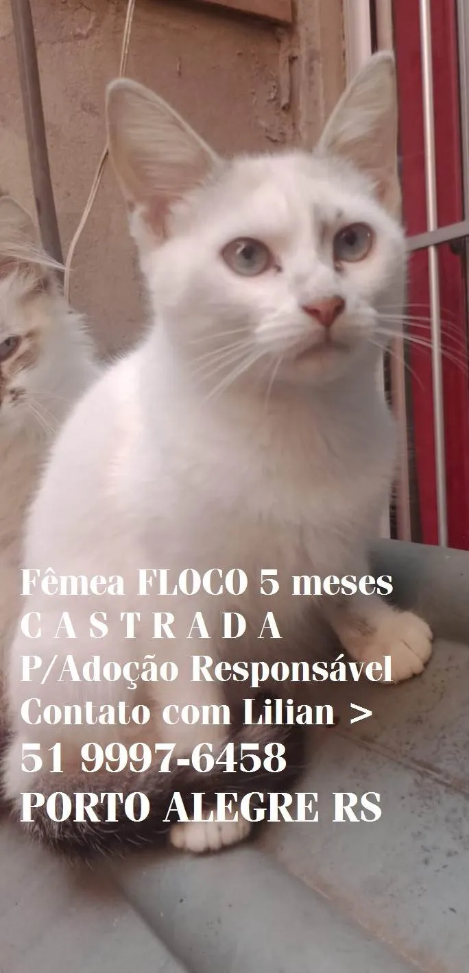 Gato ra a SRD-ViraLata idade 2 a 6 meses nome Fêmea FLOCO