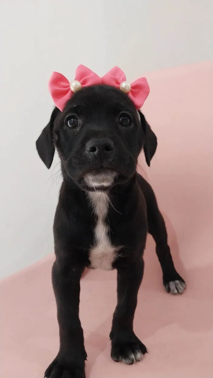 Cachorro ra a SRD-ViraLata idade 2 a 6 meses nome Maria Flor