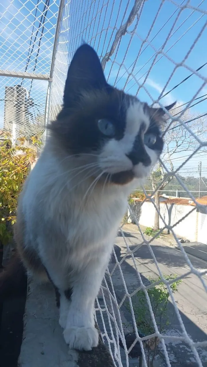 Gato ra a SRD-ViraLata idade 2 anos nome Nina