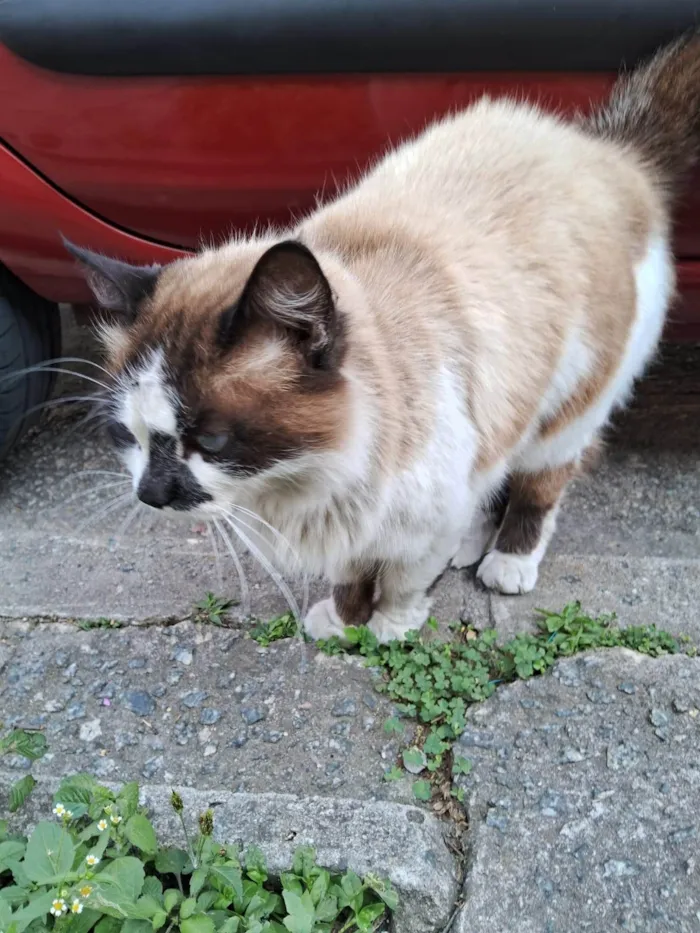 Gato ra a SRD-ViraLata idade 2 anos nome Nina