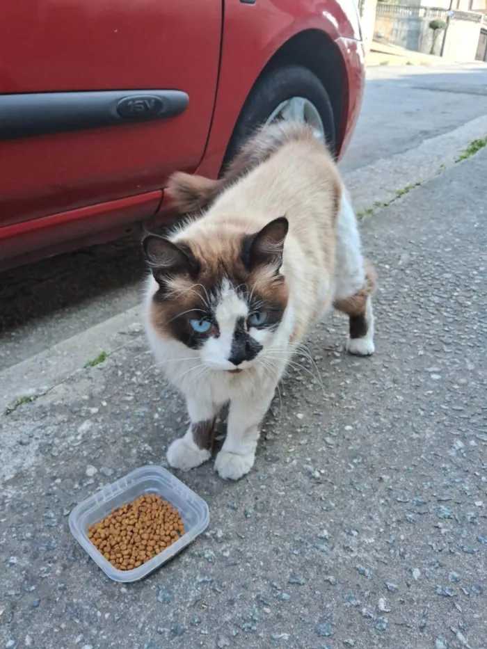 Gato ra a SRD-ViraLata idade 2 anos nome Nina