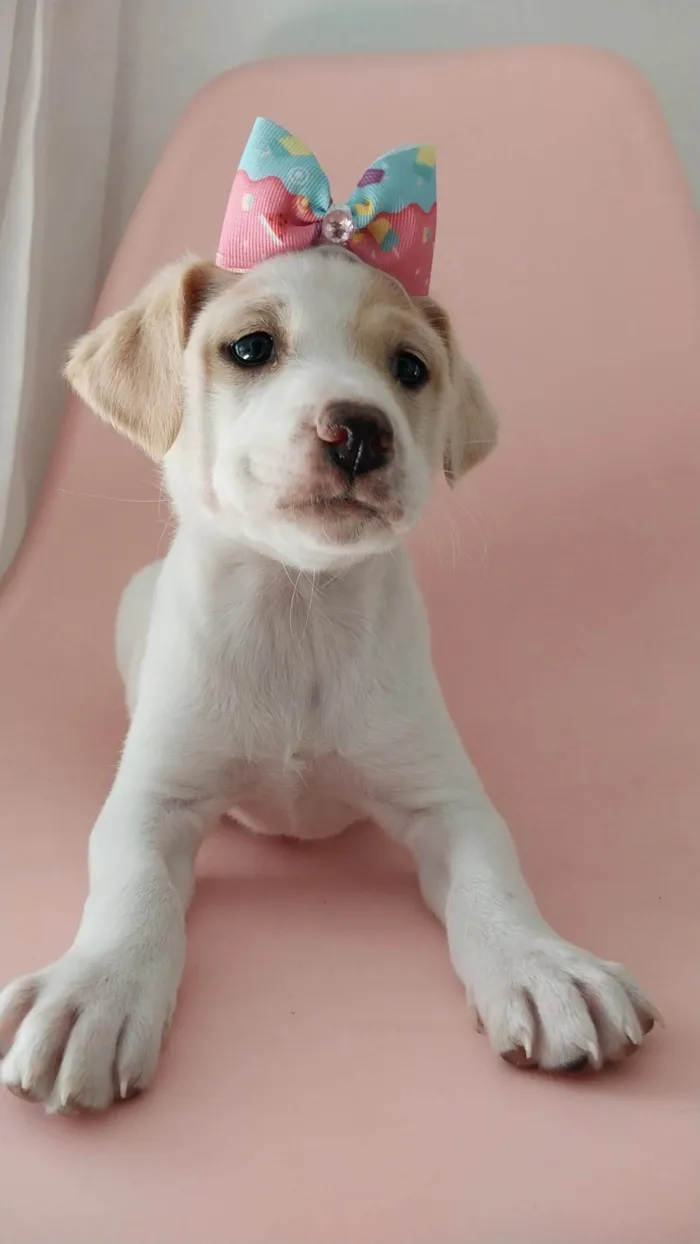 Cachorro ra a SRD-ViraLata idade 2 a 6 meses nome Maria Clara