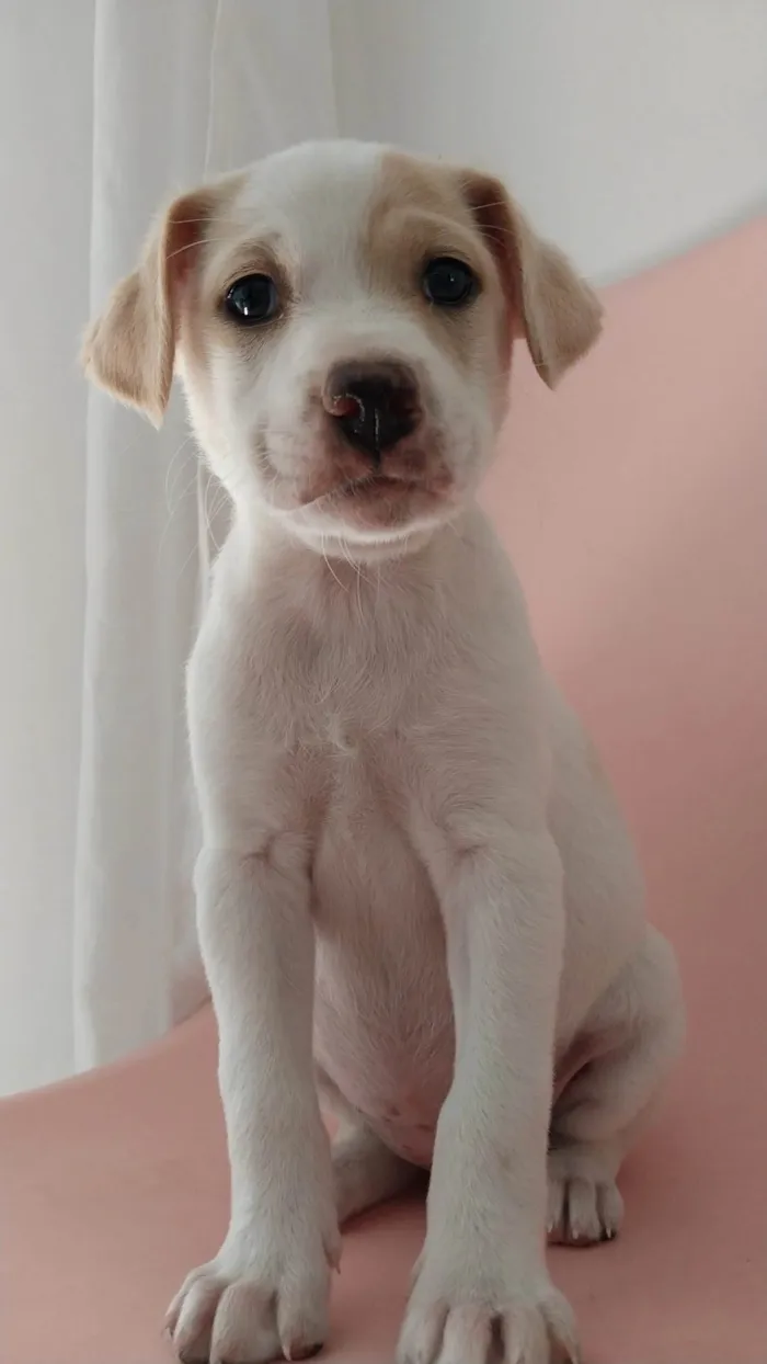 Cachorro ra a SRD-ViraLata idade 2 a 6 meses nome Maria Clara