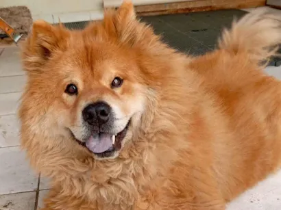 Cachorro raça Chow Chow idade 6 ou mais anos nome Thor 