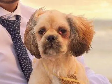 Cachorro raça Shitzu idade 4 anos nome Simba 