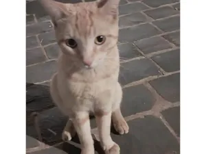 Gato raça SRD-ViraLata idade 7 a 11 meses nome Sem nome