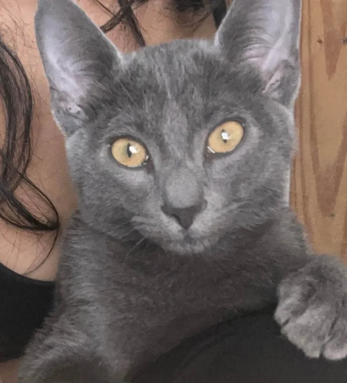 Gato ra a SRD-ViraLata idade 2 a 6 meses nome Chavier