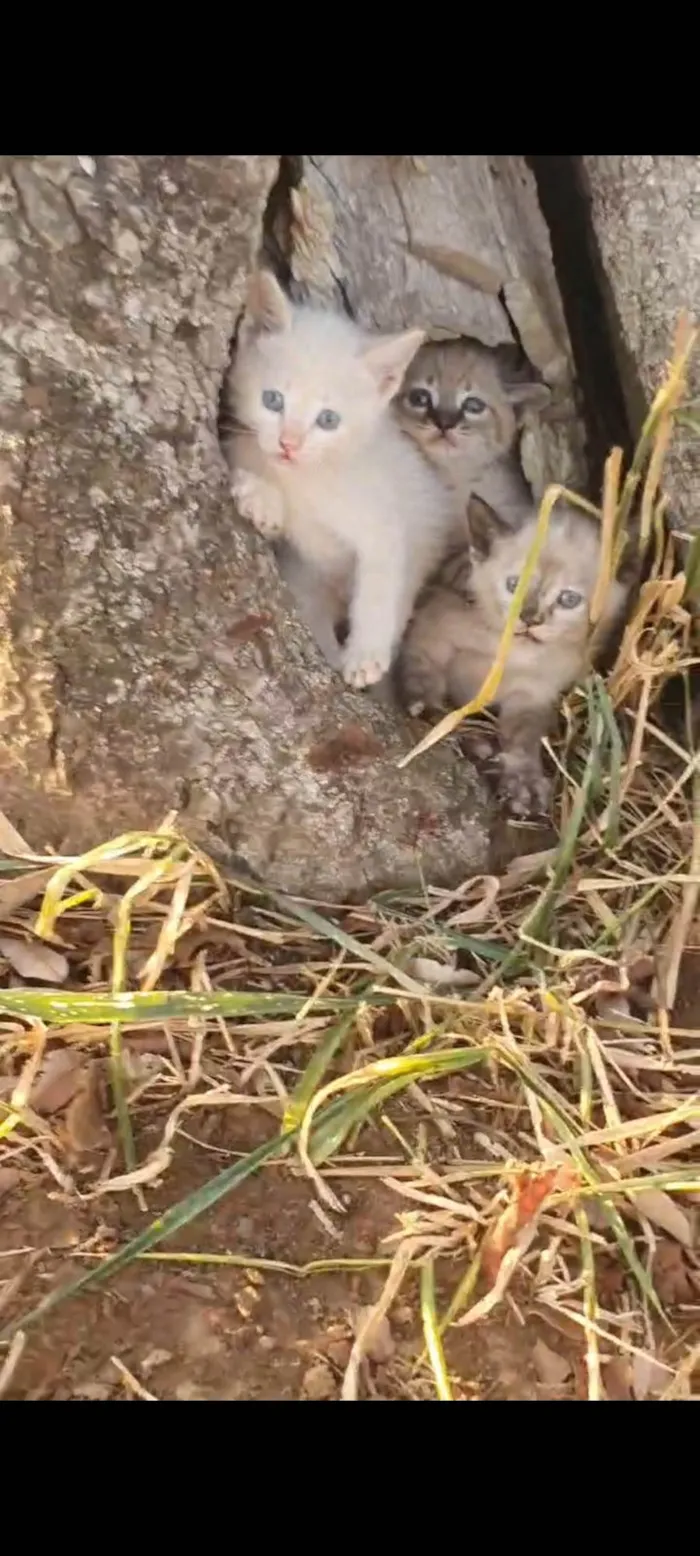 Gato ra a SRD-ViraLata idade Abaixo de 2 meses nome Gatos pra adoção 