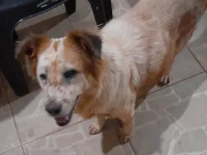 Cachorro raça SRD-ViraLata idade 3 anos nome Nina