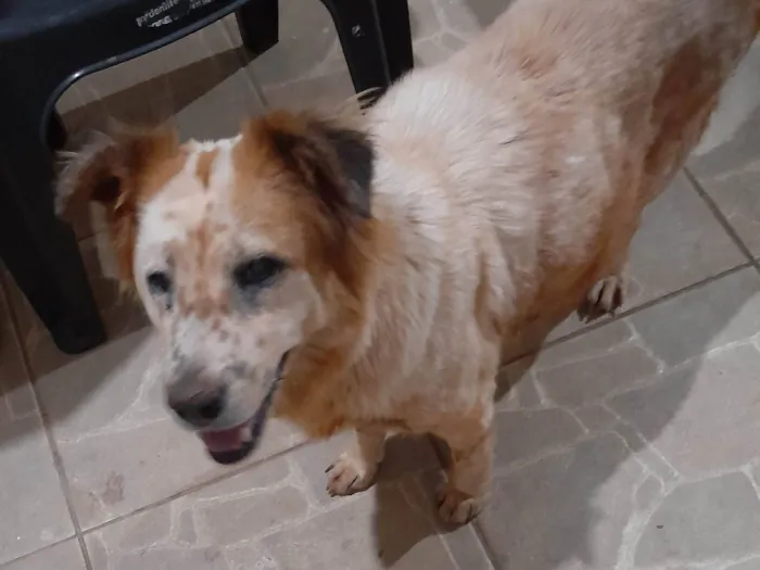 Cachorro ra a SRD-ViraLata idade 3 anos nome Nina