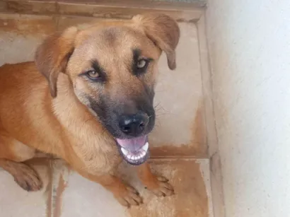 Cachorro raça SRD-ViraLata idade 7 a 11 meses nome Zeus 