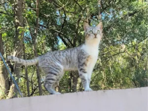 Gato raça SRD-ViraLata idade 2 a 6 meses nome Kotoha