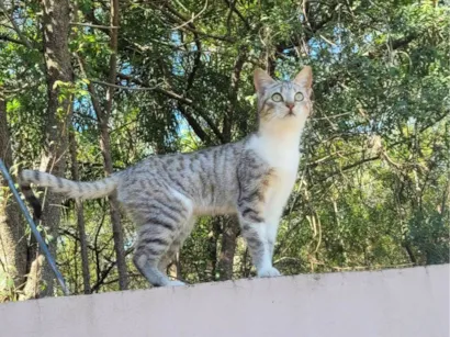 Gato raça SRD-ViraLata idade 2 a 6 meses nome Kotoha