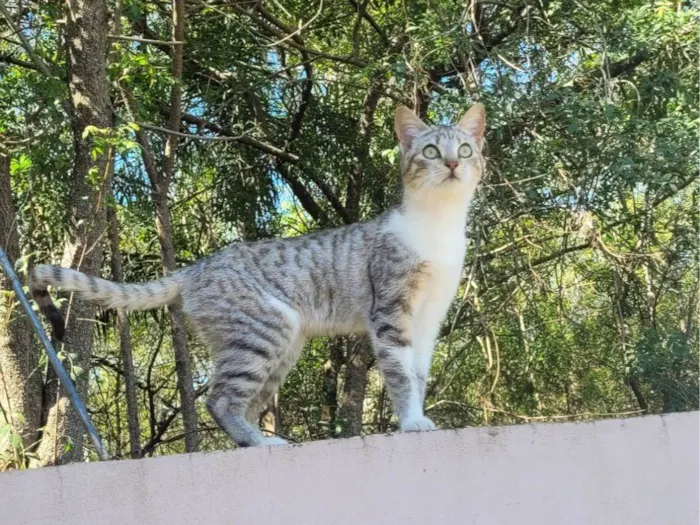 Gato ra a SRD-ViraLata idade 2 a 6 meses nome Kotoha