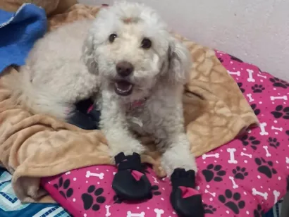 Cachorro raça Poodle idade 5 anos nome Mel