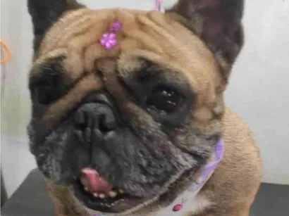 Cachorro raça Bulldog idade 6 ou mais anos nome Menina