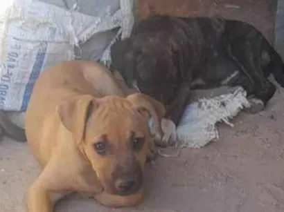 Cachorro raça SRD-ViraLata idade 2 a 6 meses nome sem nome