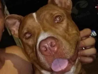 Cachorro raça Pit-Bull idade 1 ano nome Thor 