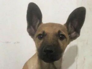 Cachorro raça Pastor Alemão idade 2 a 6 meses nome Orelha, Cabeça, Branquinha, Cabeludinho