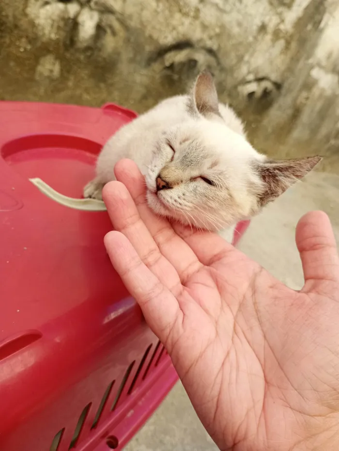 Gato ra a SRD-ViraLata idade 2 a 6 meses nome Meave