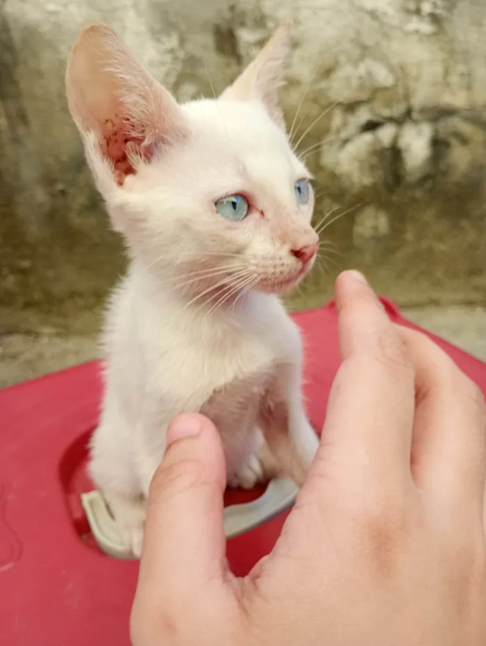 Gato ra a SRD-ViraLata idade 2 a 6 meses nome Dumbo