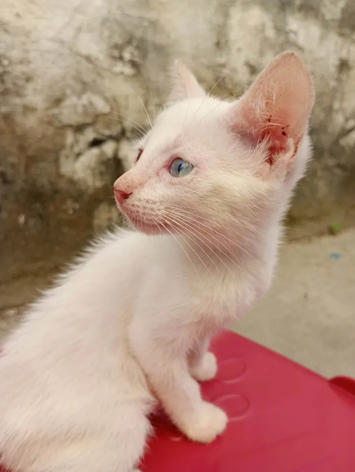 Gato ra a SRD-ViraLata idade 2 a 6 meses nome Pérola