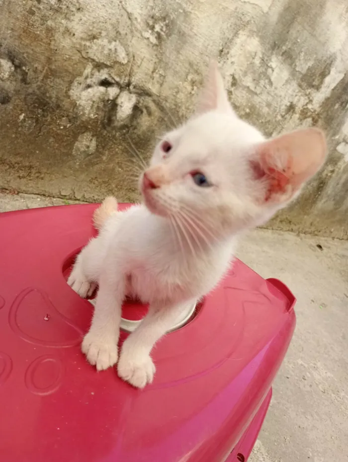 Gato ra a SRD-ViraLata idade 2 a 6 meses nome Pérola