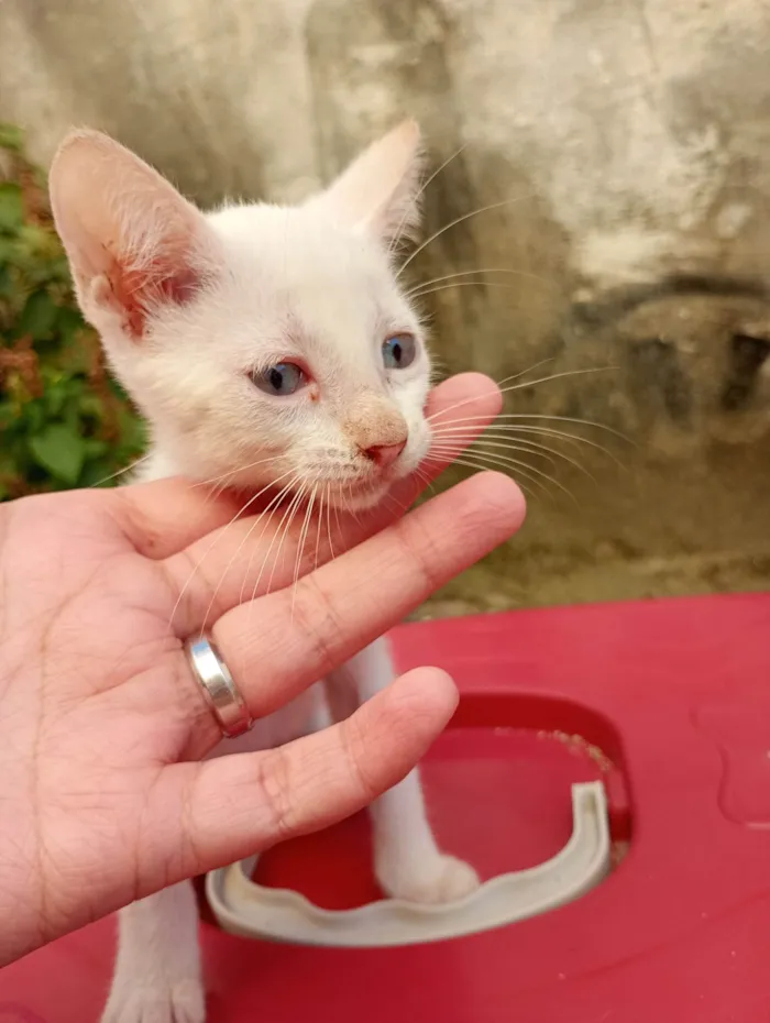 Gato ra a SRD-ViraLata idade 2 a 6 meses nome Pérola