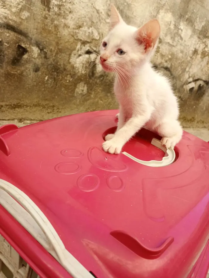 Gato ra a SRD-ViraLata idade 2 a 6 meses nome Pérola