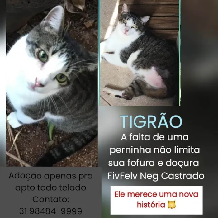 Gato ra a SRD-ViraLata idade 3 anos nome TIGRÃO