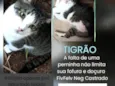 TIGRÃO