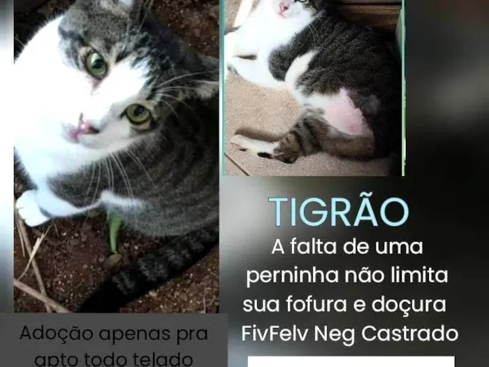 Gato ra a SRD-ViraLata idade 3 anos nome TIGRÃO