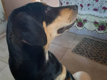 Cachorro raça SRD-ViraLata idade 2 a 6 meses nome Maya