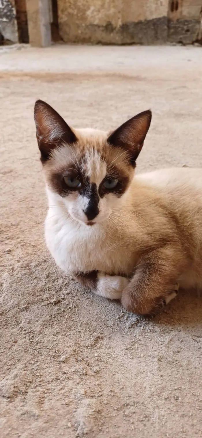 Gato ra a Siamês idade 2 a 6 meses nome Mel