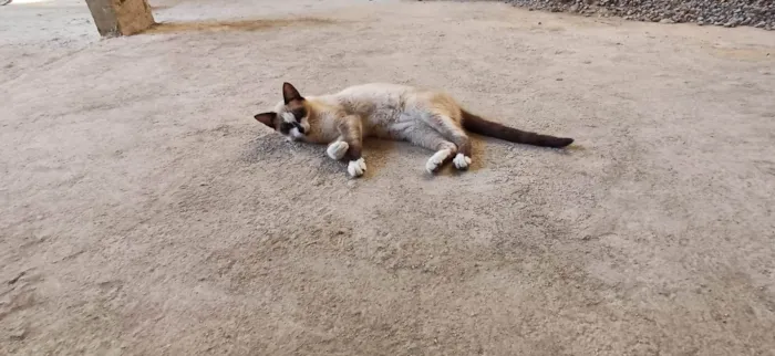 Gato ra a Siamês idade 2 a 6 meses nome Mel