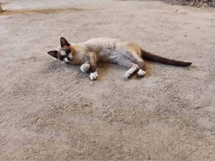 Gato ra a Siamês idade 2 a 6 meses nome Mel