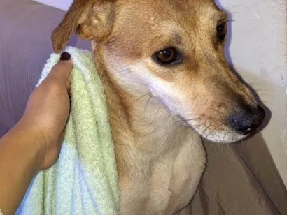 Cachorro raça SRD-ViraLata idade 2 anos nome Jade