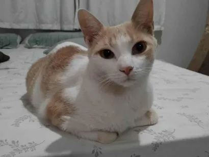 Gato raça SRD-ViraLata idade 2 anos nome Loki