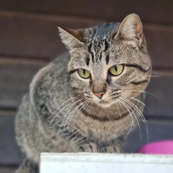 Gato ra a SRD-ViraLata idade 2 anos nome CECI