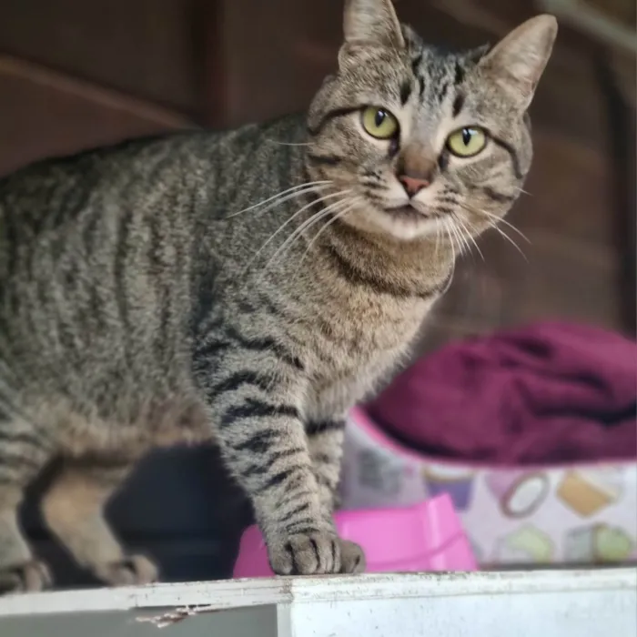 Gato ra a SRD-ViraLata idade 2 anos nome CECI