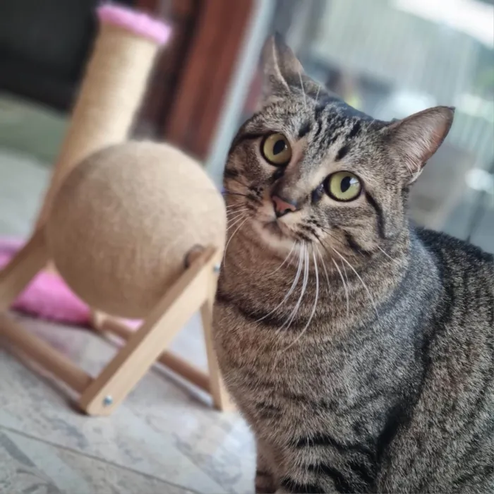 Gato ra a SRD-ViraLata idade 2 anos nome CECI