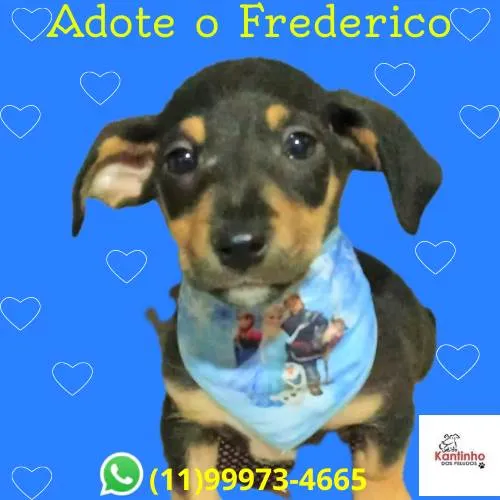 Cachorro ra a SRD-ViraLata idade 2 a 6 meses nome Frederico 